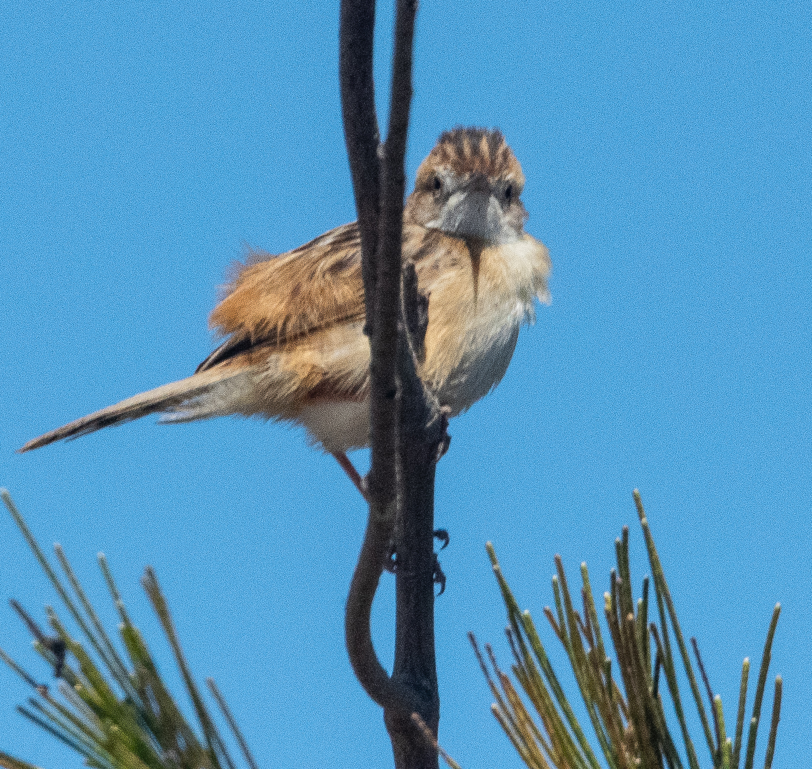 Cisticole des joncs (Zitting cisticola, Cisticola juncidis), Technopole de Pikine, Dakar, Sénégal.